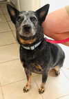 adoptable Dog in hortense, GA named Willow