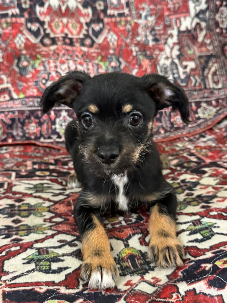 adoptable Dog in Hortense, GA named FERNANDO