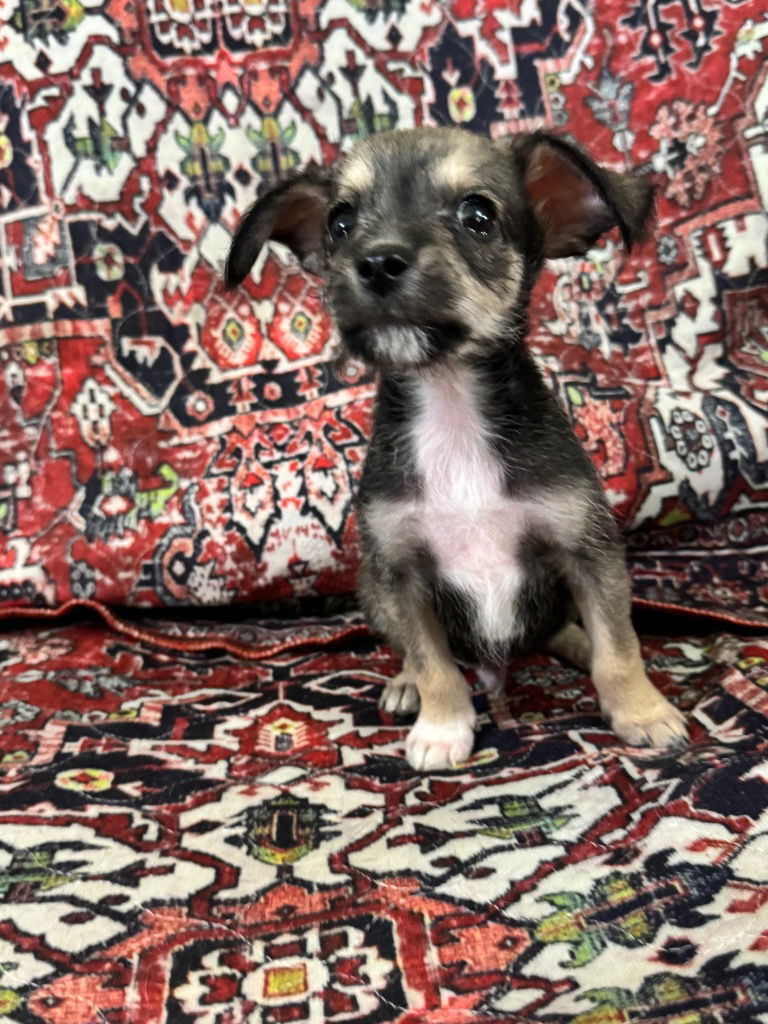 adoptable Dog in Hortense, GA named SPIKE