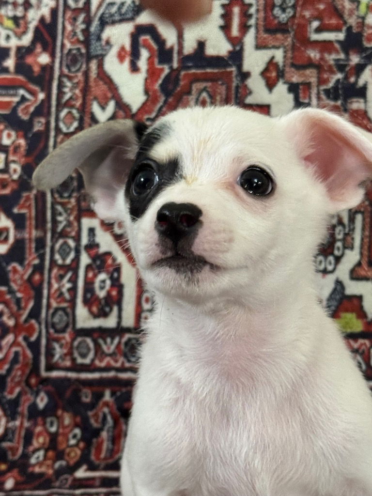 adoptable Dog in Hortense, GA named STANLEY