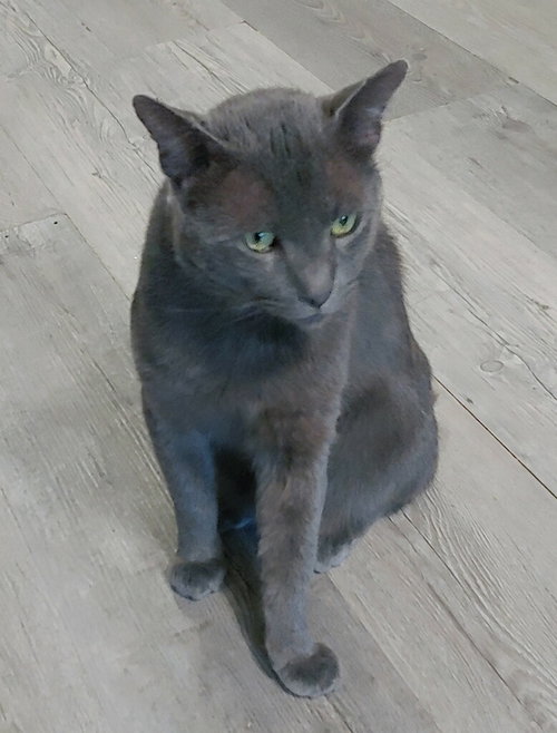 picture of the cat needing adoption