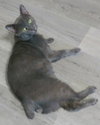 Shadow Blackstone - Photo 2