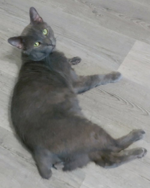 SHADOW BLACKSTONE - Russian Blue / Domestic Short Hair available for adoption