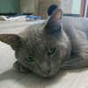 Shadow Blackstone - Photo 3