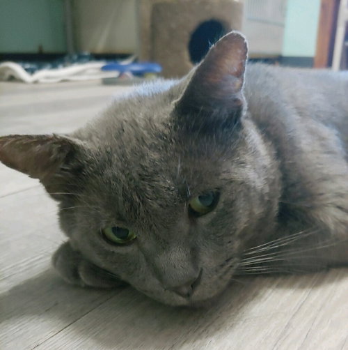 Photo 3 of Shadow Blackstone