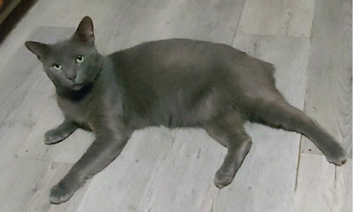 Photo 4 of Shadow Blackstone