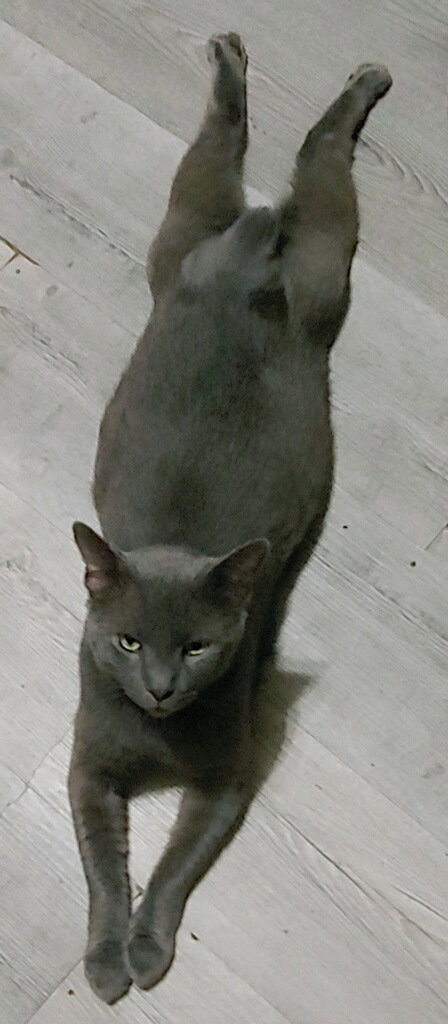 Shadow Blackstone