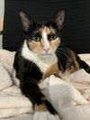adoptable Cat in  named Elizabeth Taylor