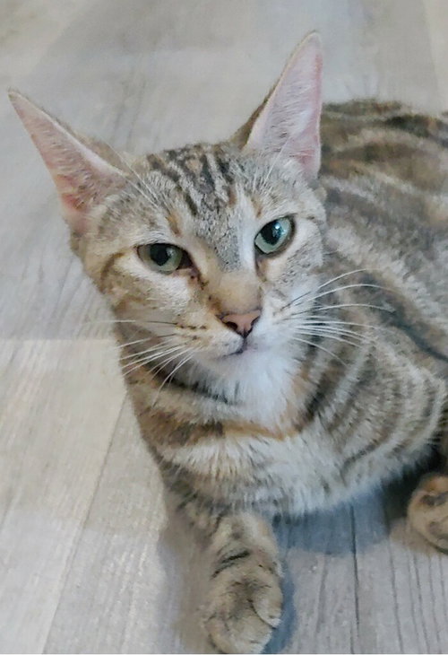 MISU - Domestic Short Hair available for adoption