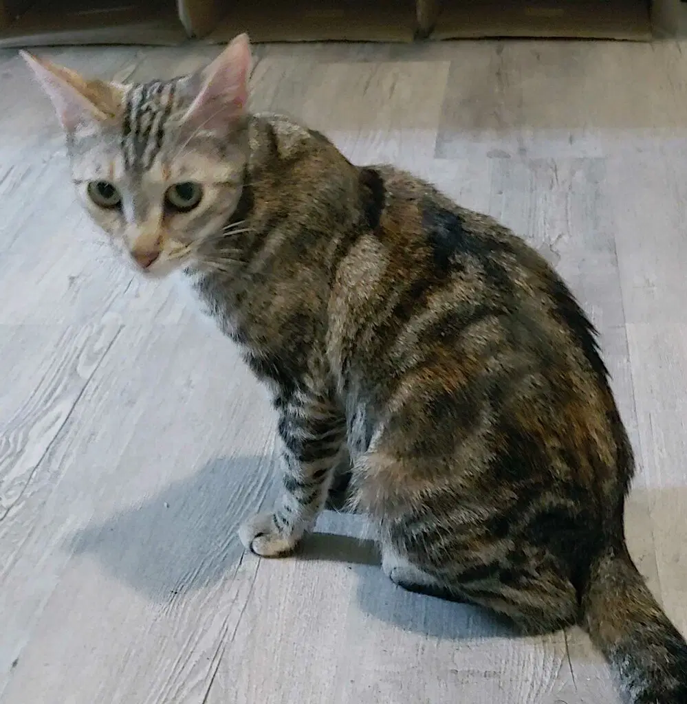 Misu image 2