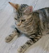 Misu - Photo 3