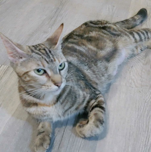 Photo 5 of Misu