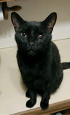 adoptable Cat in , FL named Blaine