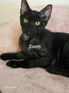 adoptable Cat in Fort Lauderdale, FL named Zoom