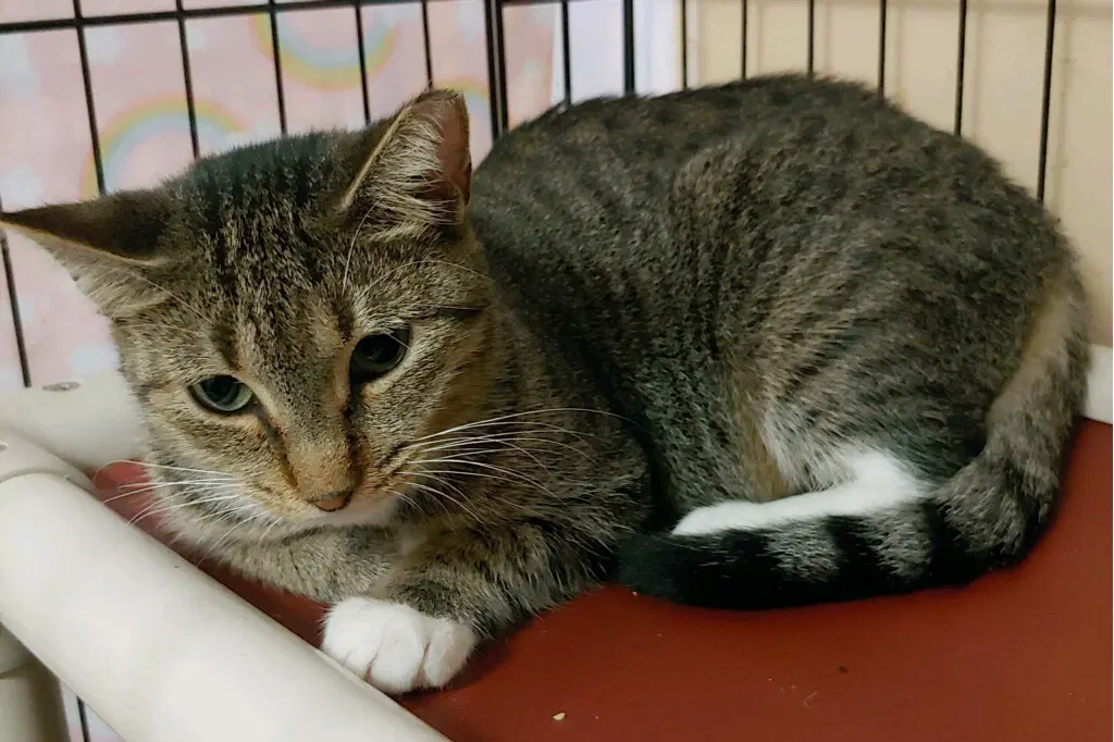 Faith - Domestic Short Hair