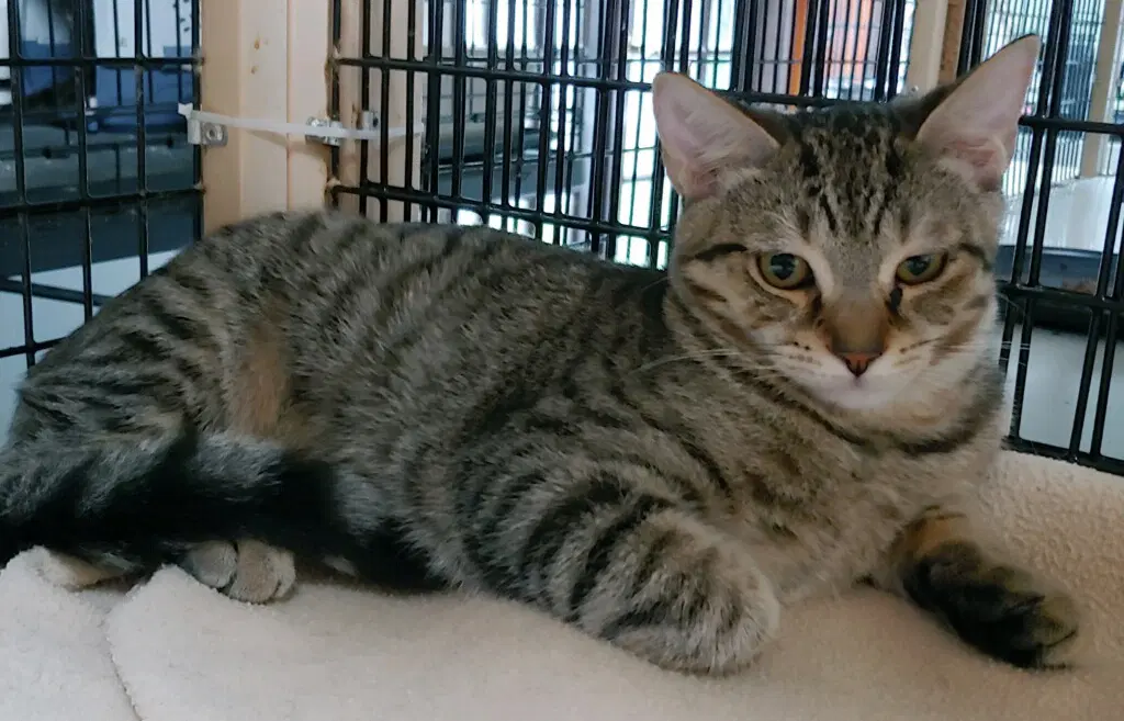 Tabitha - Domestic Short Hair