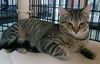 adoptable Cat in Fort Lauderdale, FL named Tabitha