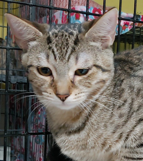 TABITHA - Domestic Short Hair available for adoption