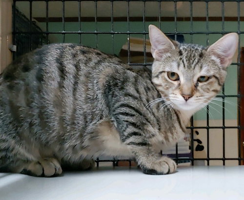 Photo 3 of Tabitha