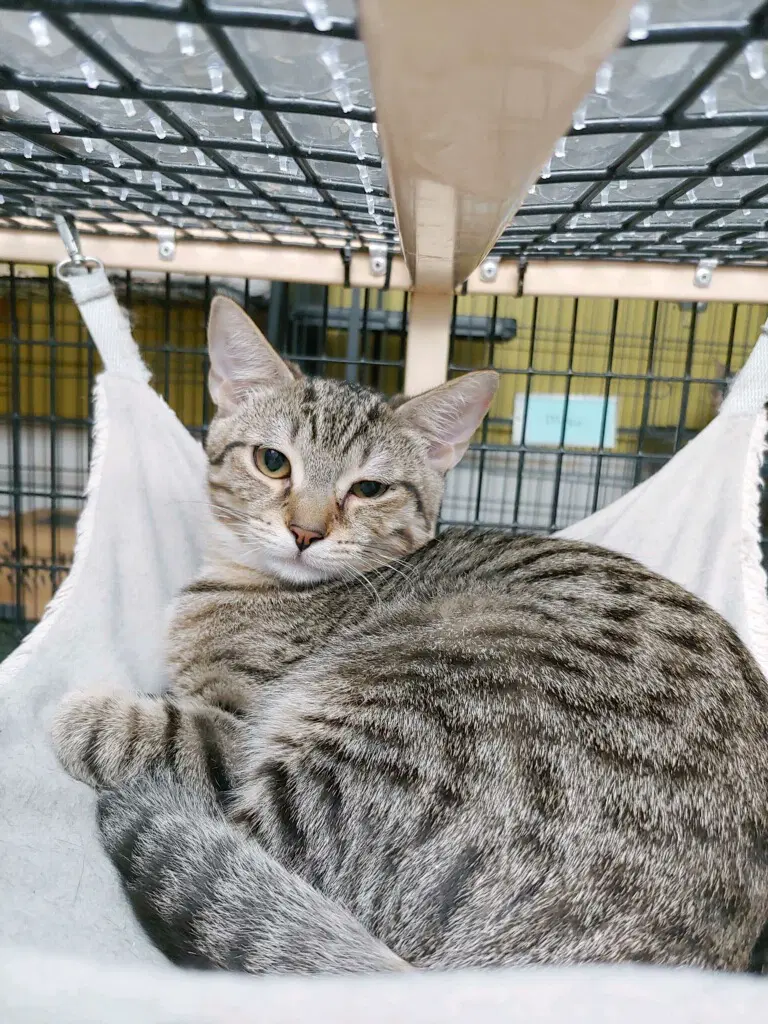 Tabitha image 4