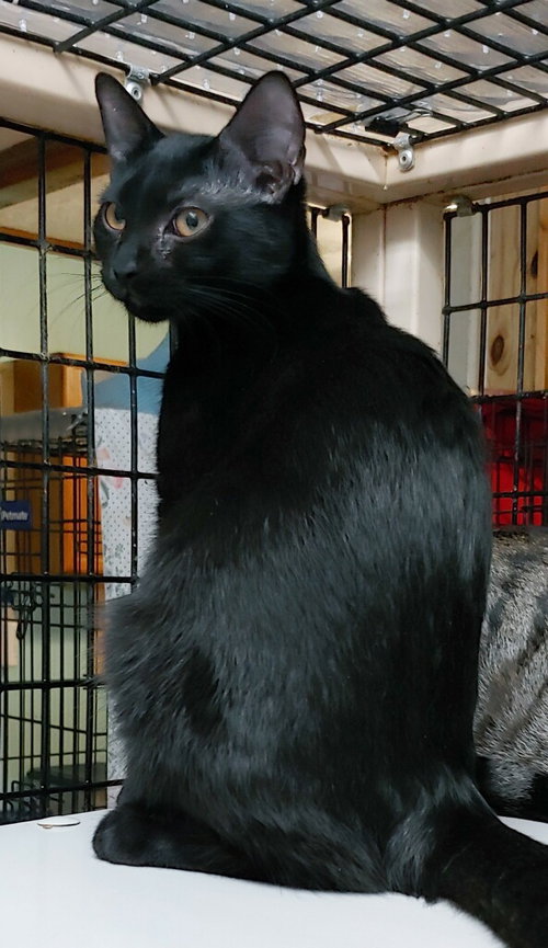 TIFFANY - Domestic Short Hair available for adoption