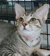 adoptable Cat in Fort Lauderdale, FL named Precious