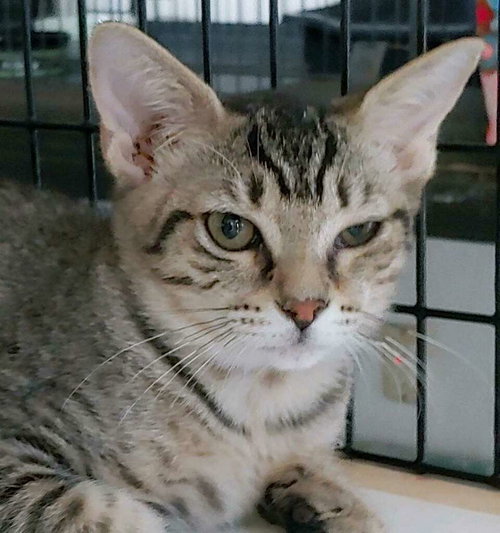 PRECIOUS - Domestic Short Hair available for adoption