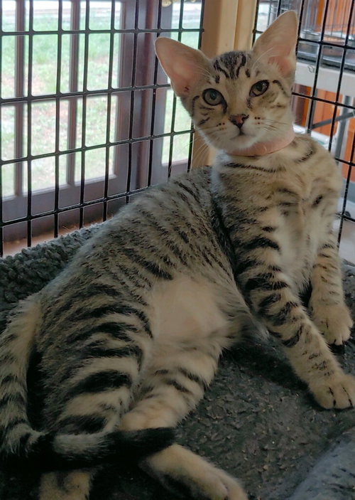 Photo 3 of Precious