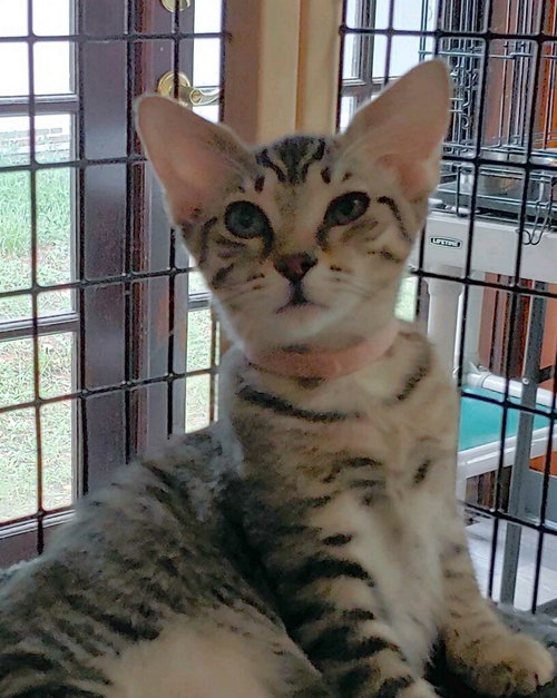 Photo 5 of Precious