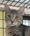 adoptable Cat in Fort Lauderdale, FL named Kara