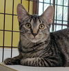 adoptable Cat in Fort Lauderdale, FL named Kelda