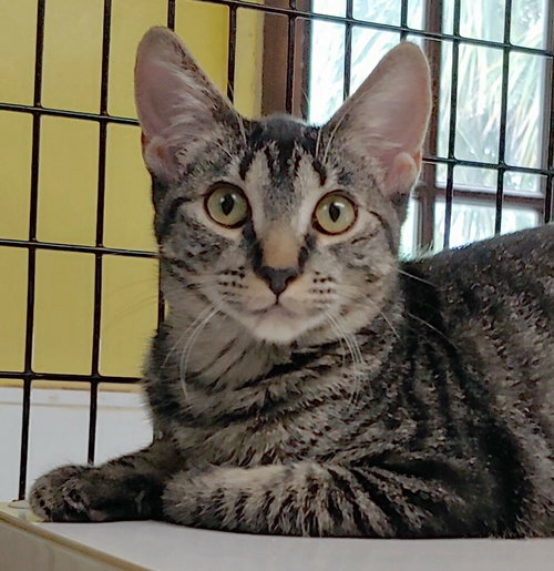 picture of the cat needing adoption