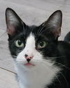 adoptable Cat in Fort Lauderdale, FL named Puddles