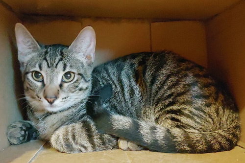 picture of the cat needing adoption