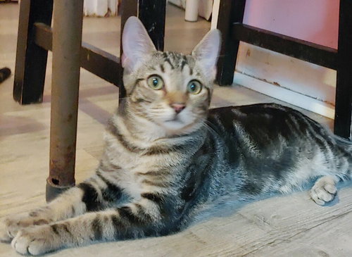 picture of the cat needing adoption