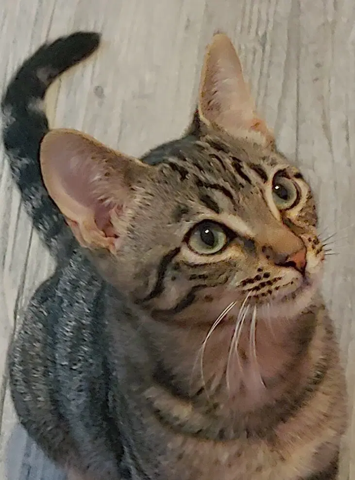 Brock - Domestic Short Hair