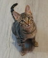 Brock - Photo 3