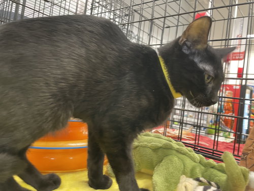 picture of the cat needing adoption