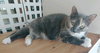 Patches - Photo 4