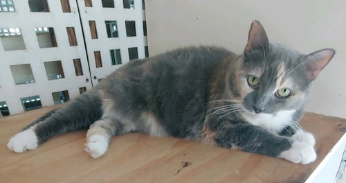 Photo 4 of Patches