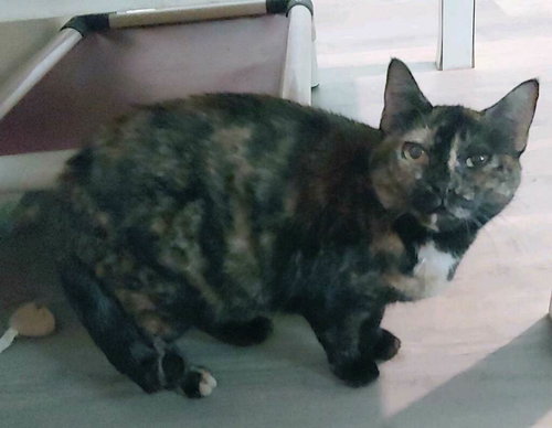 OLGA - Domestic Short Hair available for adoption