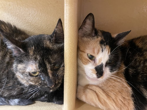 picture of the cat needing adoption