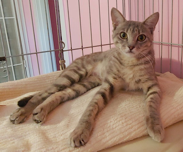 Freya