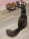 Sable - Photo 2