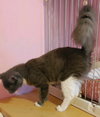 Sable - Photo 3