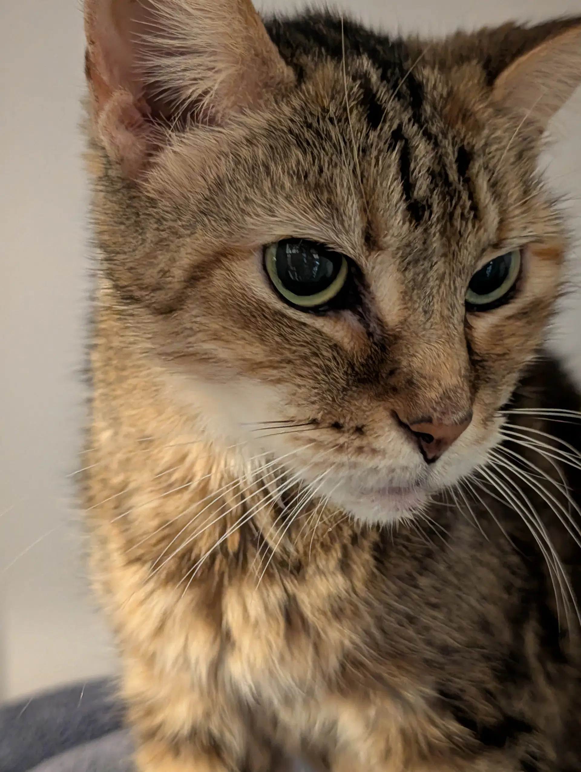 Betty - Domestic Short Hair