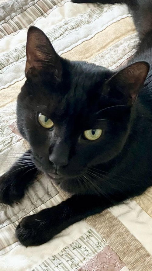 NICOLETTE - Domestic Short Hair available for adoption