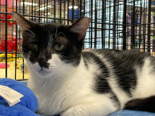 picture of the cat needing adoption