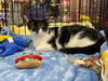 Kitty - Photo 2