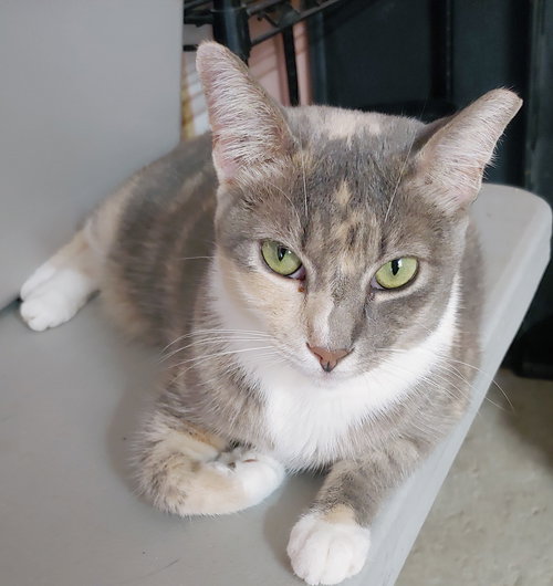 PENNY - Domestic Short Hair available for adoption